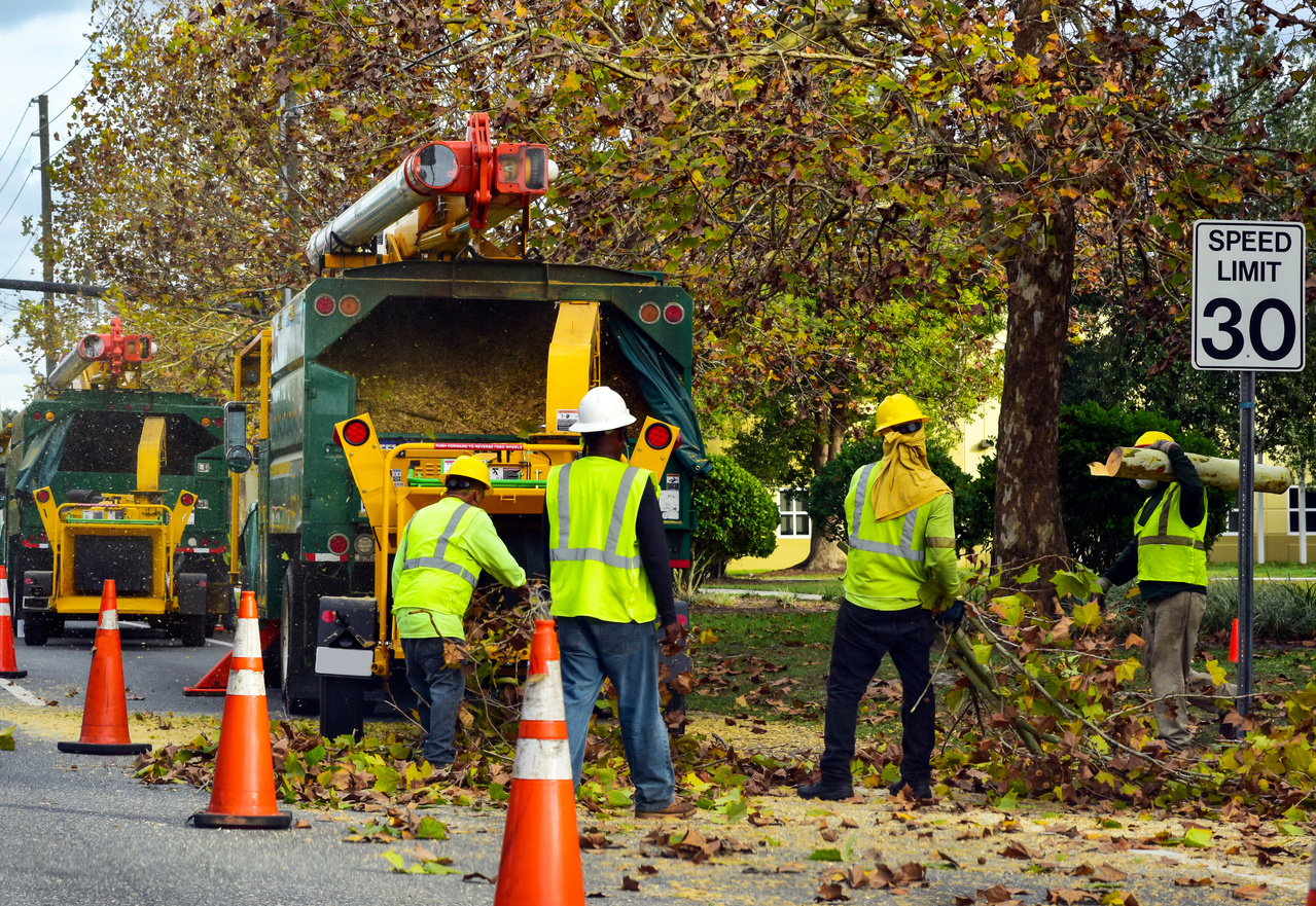 Removal Of Trees