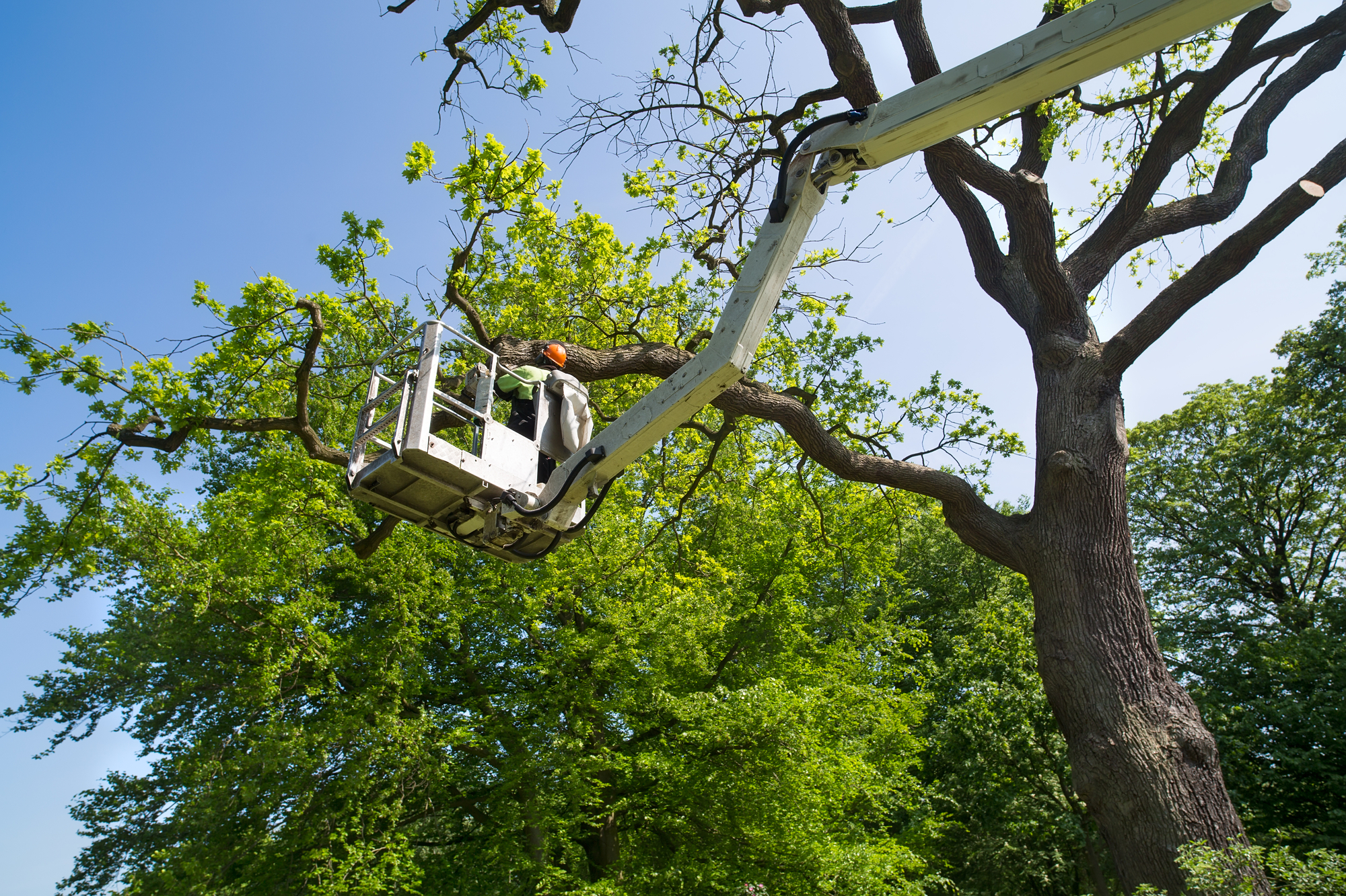 Tree Surgeon Pruning A Tree Using An Elevated Platform