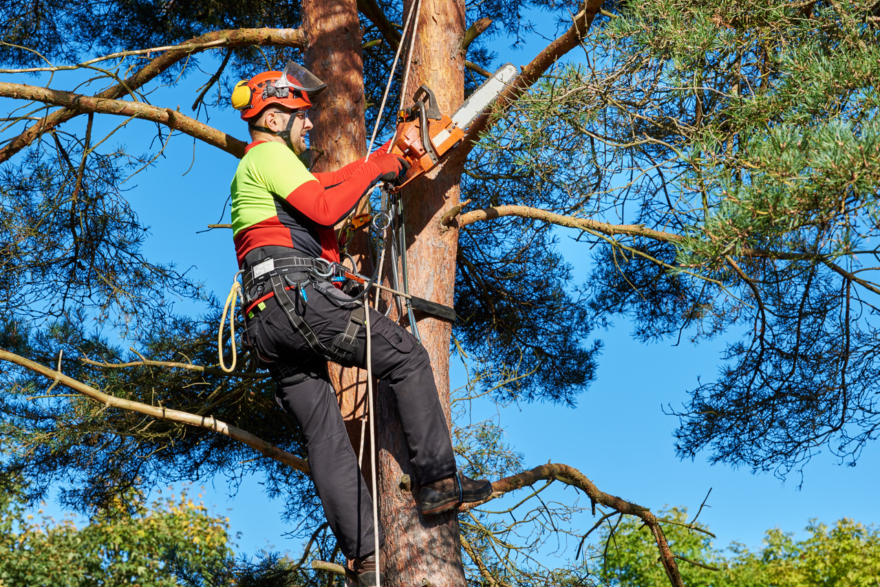 Matured Man Trimming Branches Of A Tree With A Chainsaw