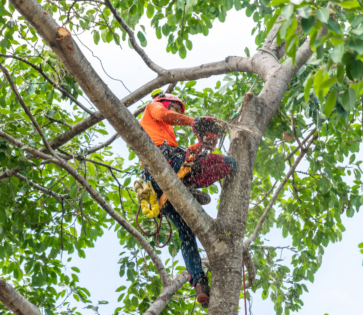 Arborist Trimming Tree Branches Using Chainsaw