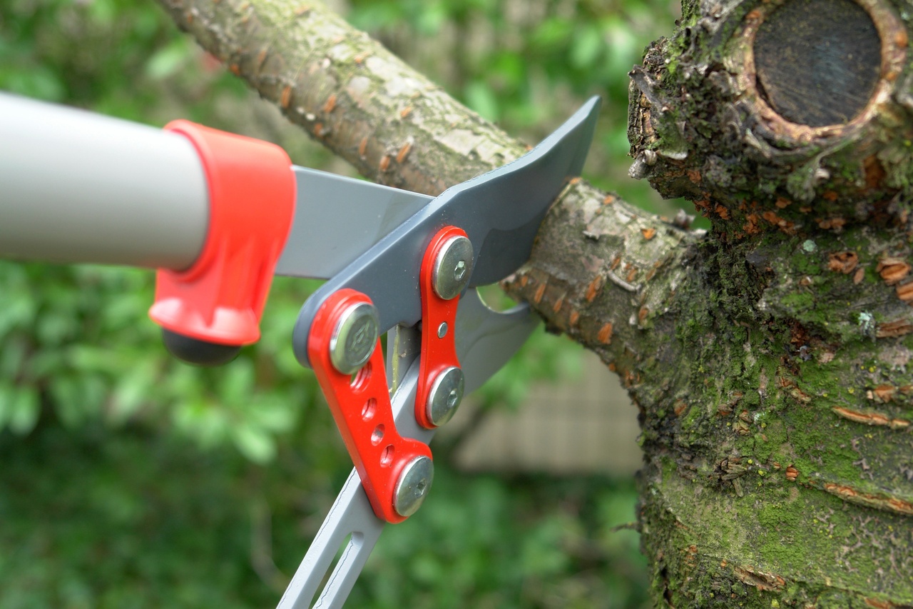 Arborist Using Stump Grinder And Skid Steer Muck Grabs