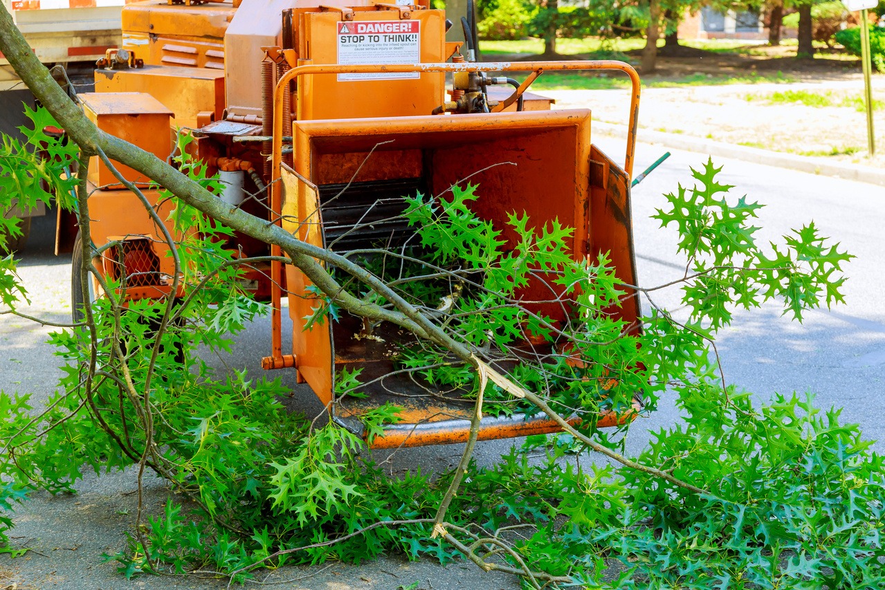 Removing Of An Old Tree