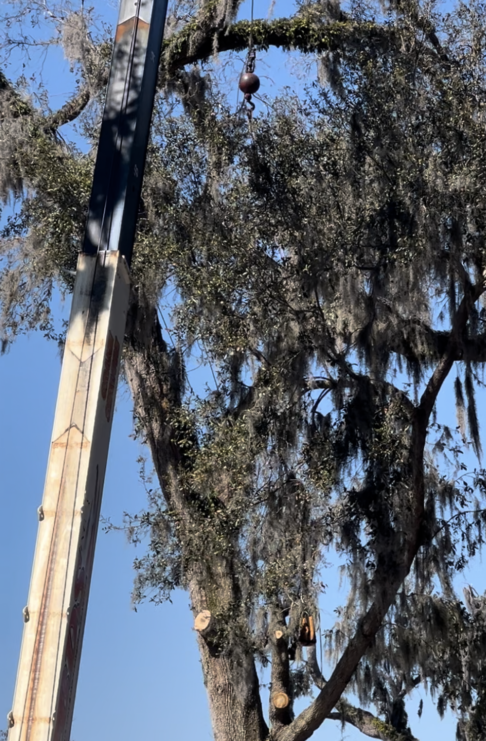 Old Tree Branches Removal