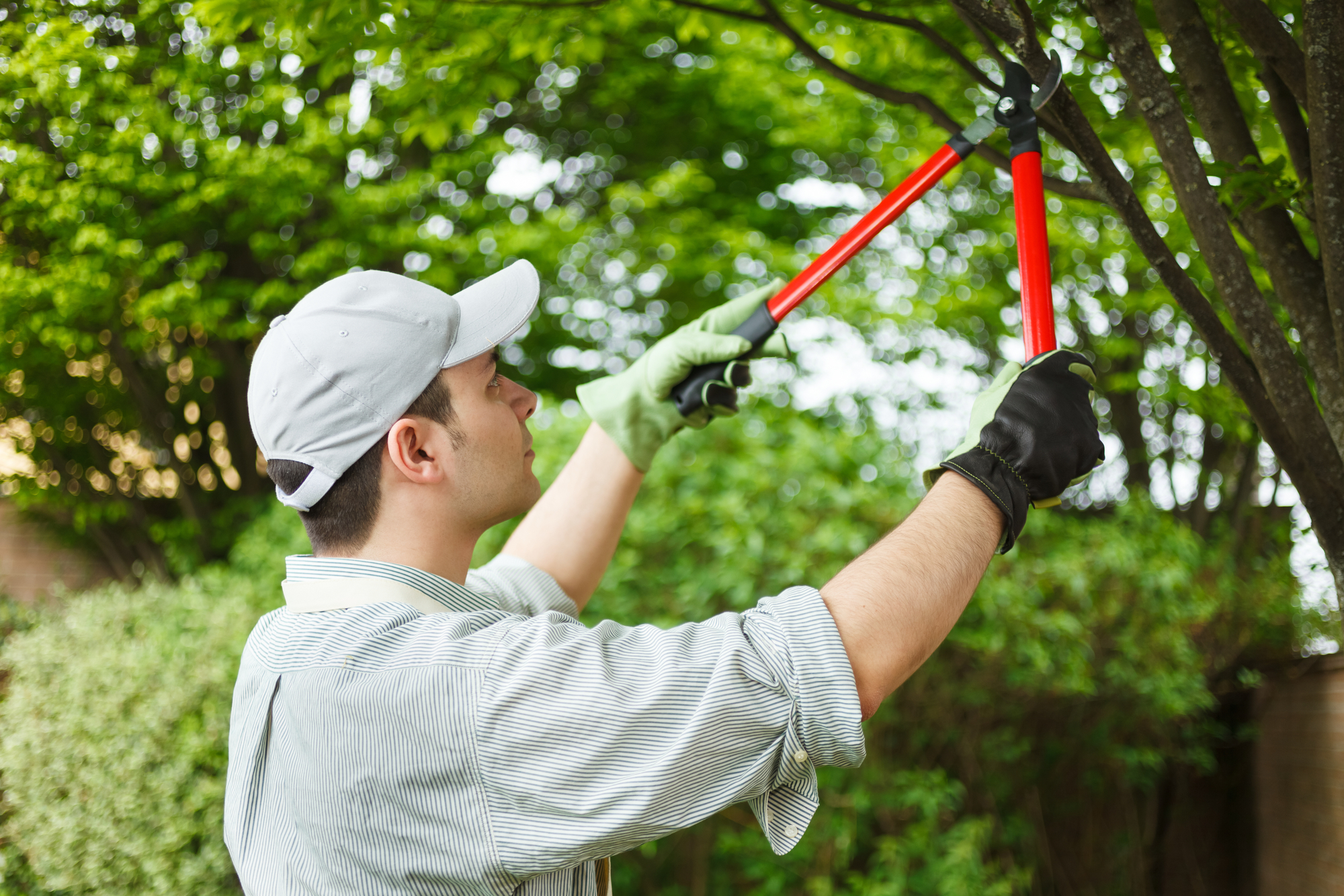 Professional Gardener Pruning A Tree