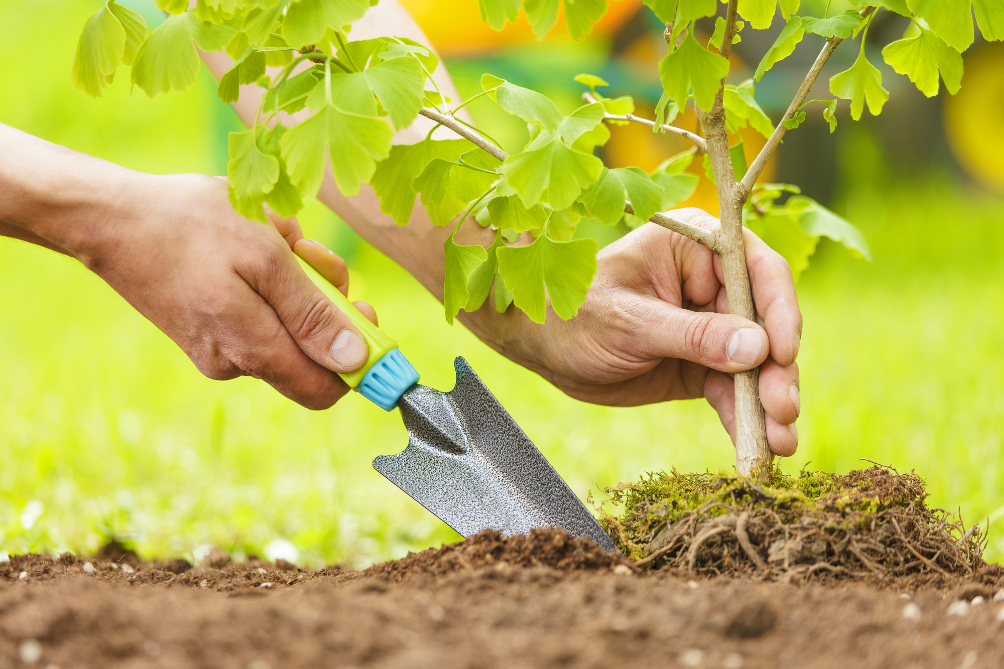 Hands Planting Small Tree With Roots In A Garden