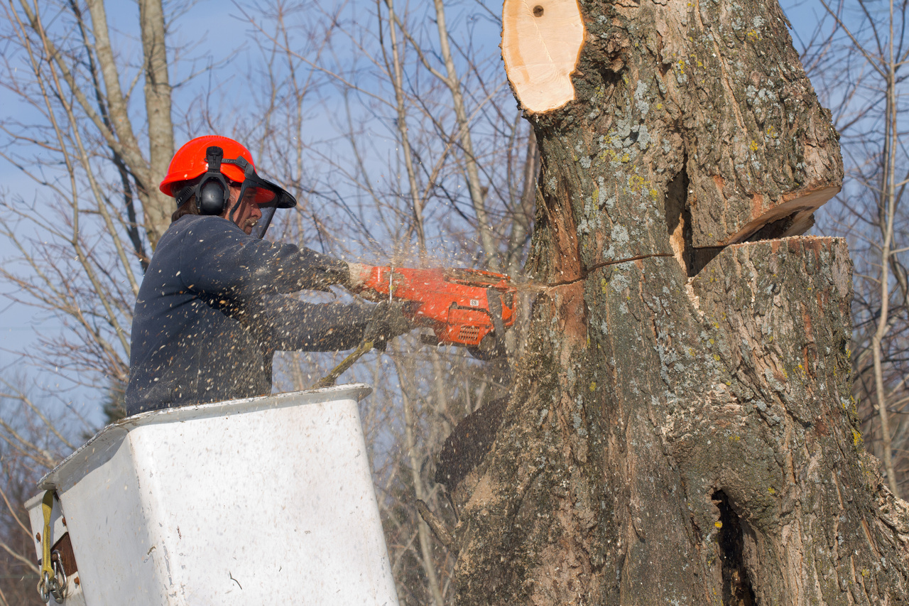 Cutting Of Roadside Trees