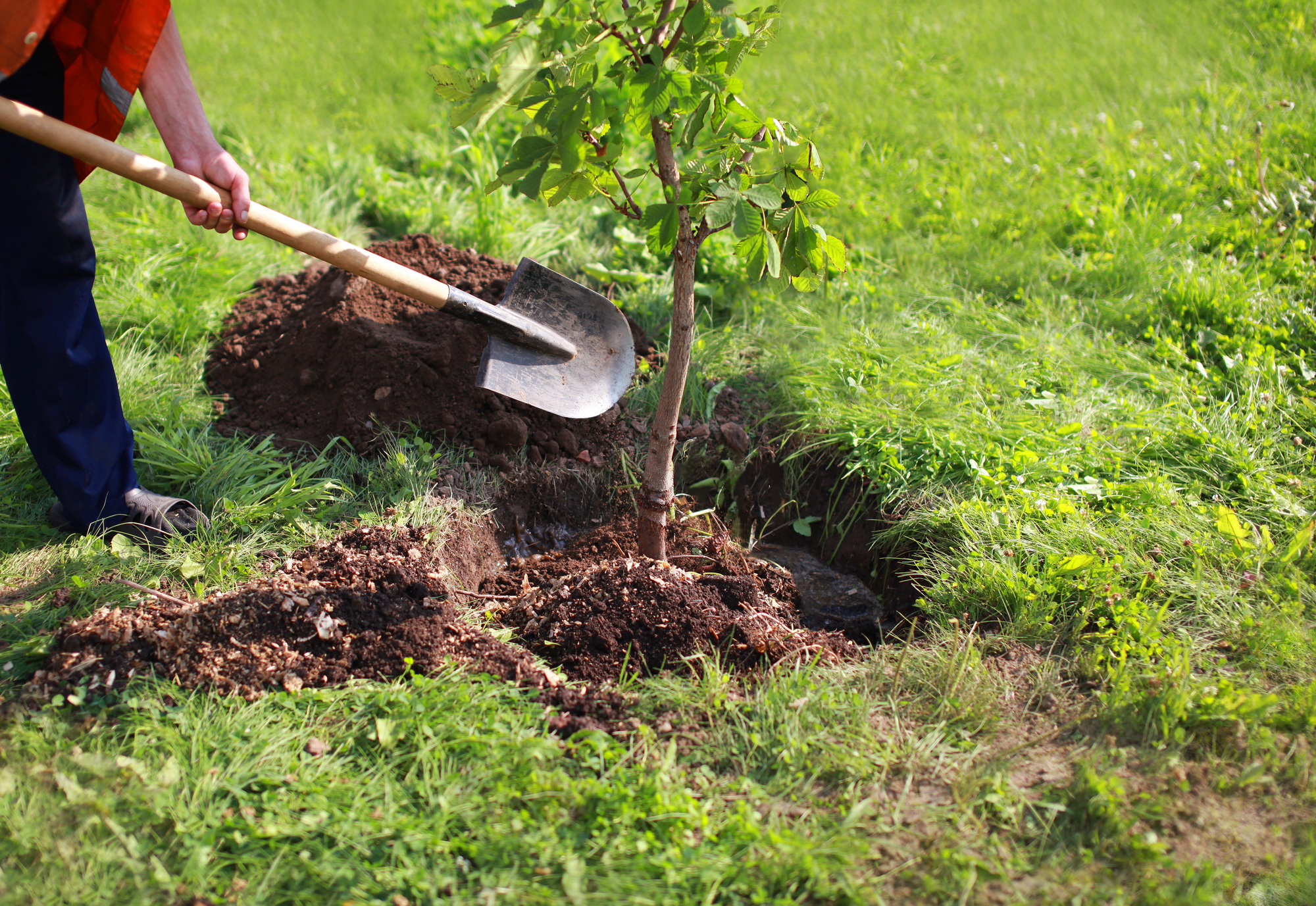 Man Covering The Tree With Soil Using Shovel